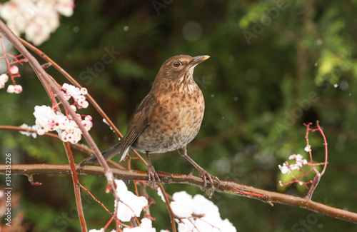 A winter scene of a stunning female Blackbird  Turdus merula  perched on a branch of a mountain Ash tree in a snowstorm. It has been feeding on the berries.