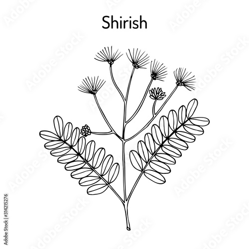 Shirish albizia lebbeck , or lebbek tree, medicinal plant