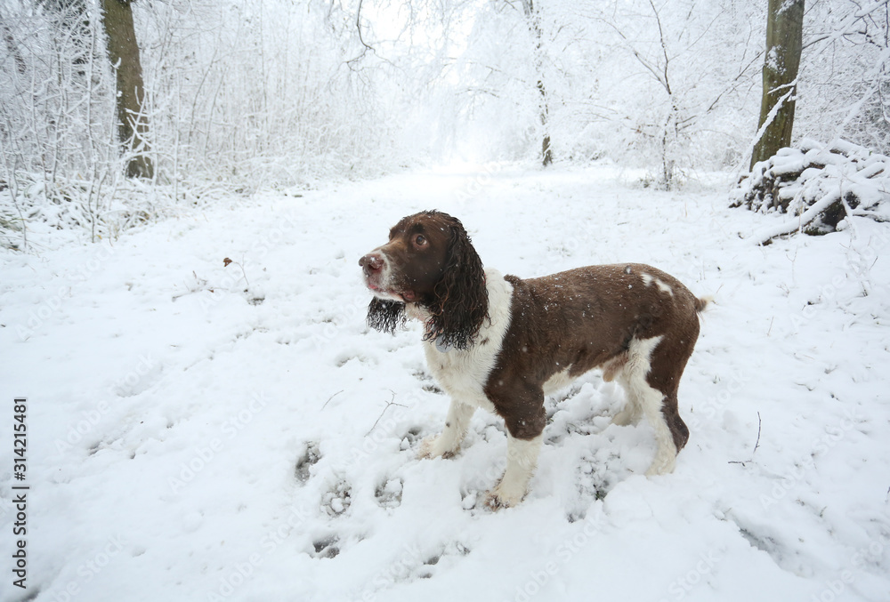 A winter scene of the footpath and the trees covered in snow and an English Springer Spaniel walking in Balls Wood, Hertford Heath, Uk. A winter scene of the footpath and the trees covered in snow and an English Springer Spaniel walking in Balls Wood, Hertford Heath, Uk.