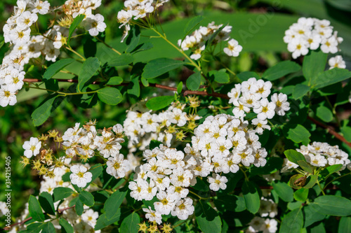 White flowering shrub Spirea aguta (Brides wreath) photo