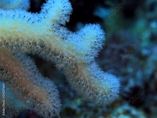 The amazing and mysterious underwater world of Indonesia, North Sulawesi, Manado, soft coral