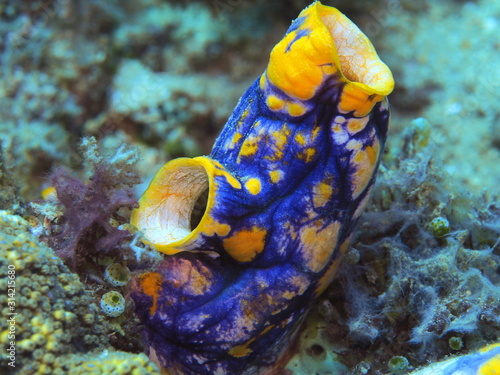 The amazing and mysterious underwater world of Indonesia, North Sulawesi, Manado, sea squirt