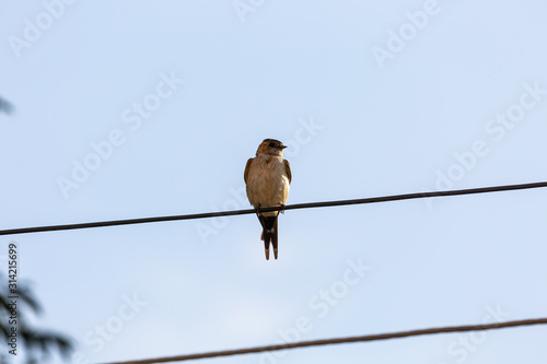 Bird on wire and blue sky © rninov
