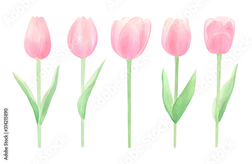 Spring flowers watercolor set. Watercolor hand drawn tulips isolated on white background. Perfect for spring cards design, invitation, pattern, wrapping papper. Happy mothers day.  © Tanya Trink