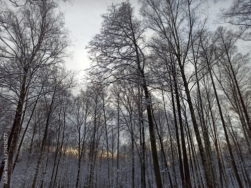 trees in winter