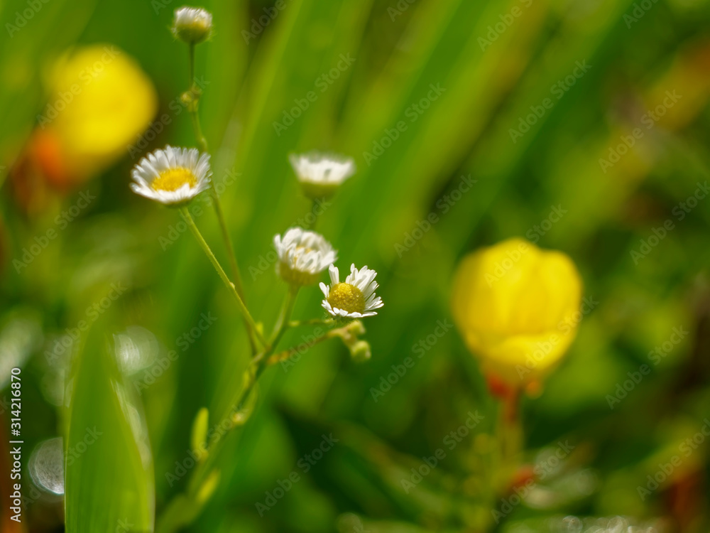 very small Daisy in the garden, Russia very small Daisy in the garden, Russia