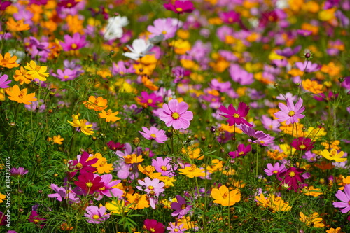 Colorful flower field of wild flowers on a cool day