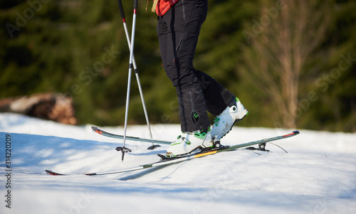Close-up of skier legs in white ski boots moving on skis in deep snow on blurred sunny background of green spruce trees. Winter sport and recreation, outdoor activities, skiing equipment concept.