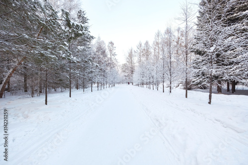 Winter landscape. Frozen snow on trees. © evelinphoto