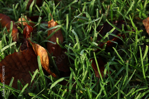 Laub im Gras