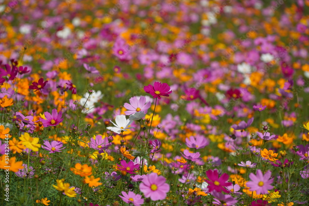 Colorful flower field of wild flowers on a cool day Colorful flower field of wild flowers on a cool day