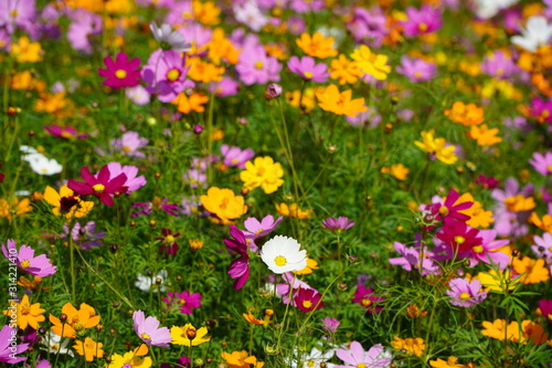 Colorful flower field of wild flowers on a cool day © Apicha