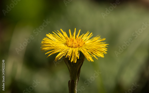 yellow coltsfoot (Tussilago farfara) flower detail macro
