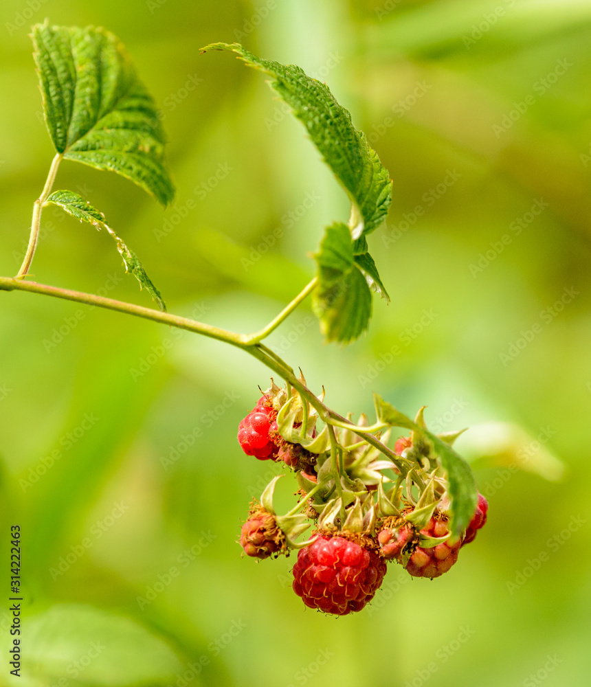 bunch of wild raspberries on a twig with few leaves bunch of wild raspberries on a twig with few leaves