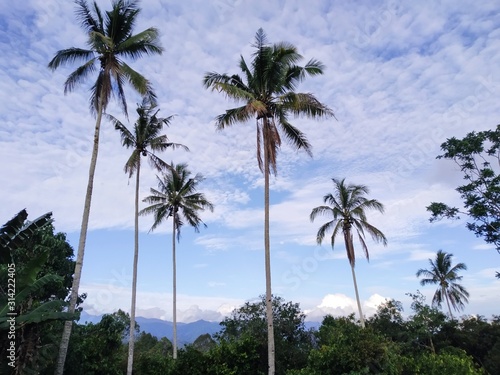 palm trees and blue sky © Narjul