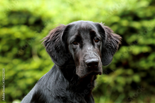 A portrait of a sweet flat coated retriever puppy outdoors