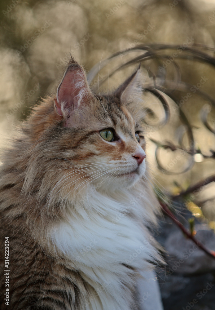 A portrait of a Norwegian forest cat in a garden in spring