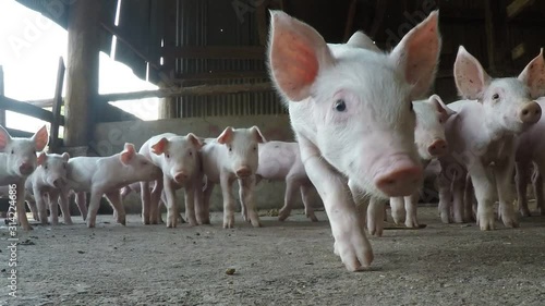 Many white pig farms are excited when seeing the camera. And ran, he came to explore with doubt