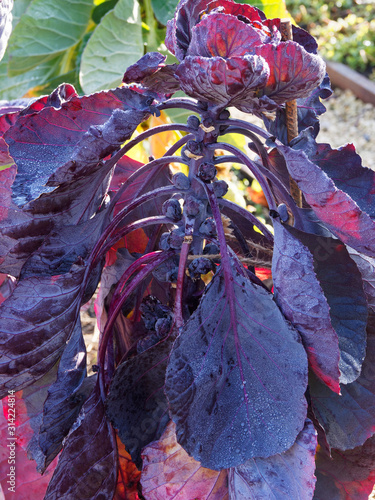 (Brassica oleracea var. gemmifera) Epis de petits choux et grandes feuilles nervurées et violettes du choux de Bruxelles rouge rubine avant récolte  photo