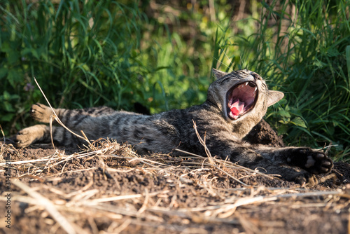 Gray tabby cat lies in the grass and yawns widely with open mouth.