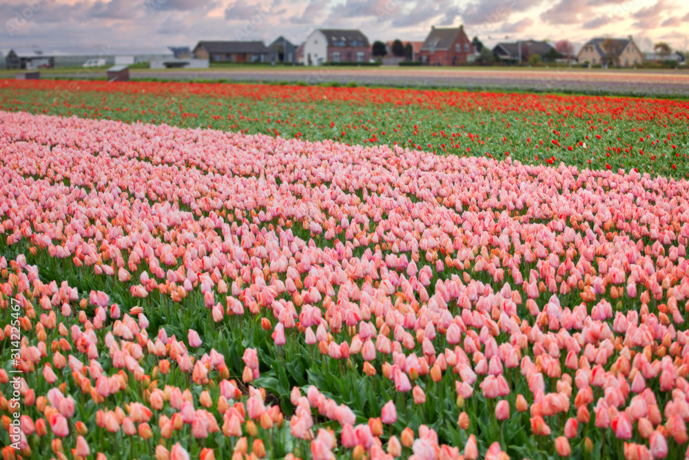 Tulip fields bloom in spring