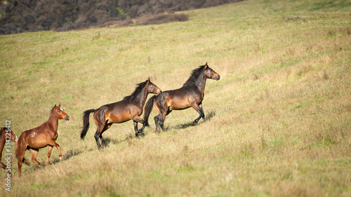 Wild Kaimanawa horses running with flying mane on the green grassland