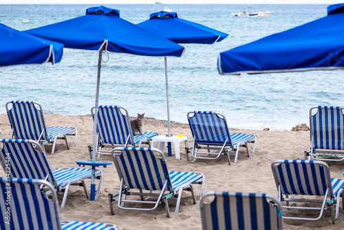 Undomesticated cat chills out in deck chair. Deck chair and umbrella on the beach. Light blue sea. 