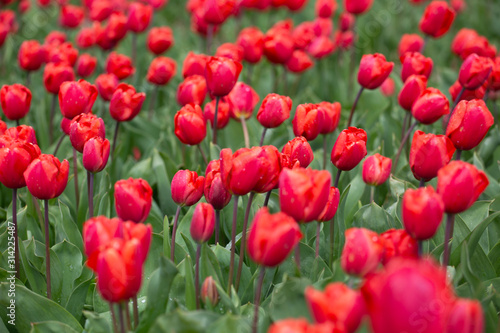 red tulips in the netherlands