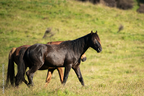 A black Kaimanawa wild horse with mane covering its eyes standing on green grassland