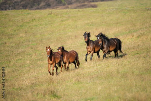 Wild Kaimanawa horses galloping with flying mane on the green hills of mountain ranges © Janice