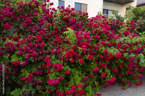 Fototapeta Naklejka Na Ścianę i Meble -  Red tea rose fence. Fence decoration from prying eyes.