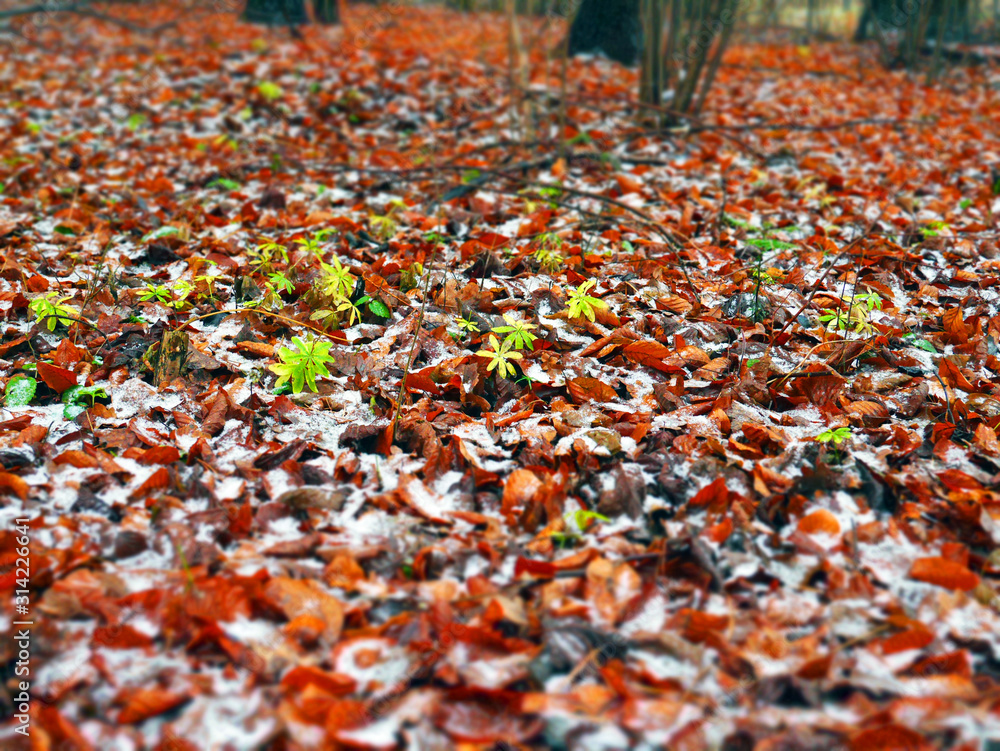 autumn leaves on the ground diorama autumn leaves on the ground diorama