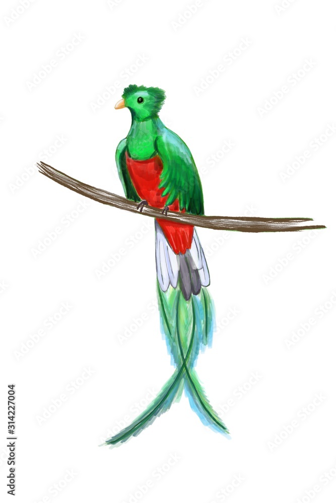 Fototapeta premium Exotic colorful bird with long tail