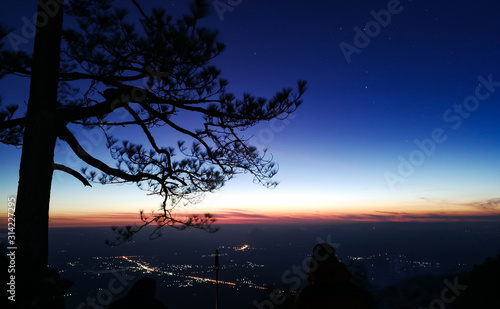 Silhouette pine tree with s...