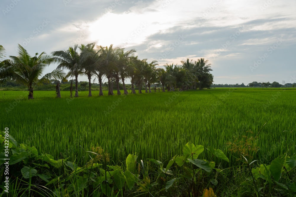 Rice field with water stream and row of palm trees on cloudy day in South India