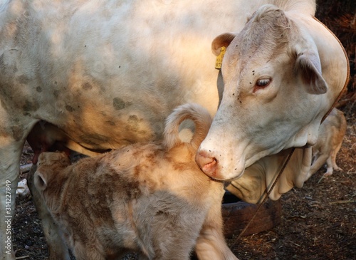 Cows and mothers love each other © sunet