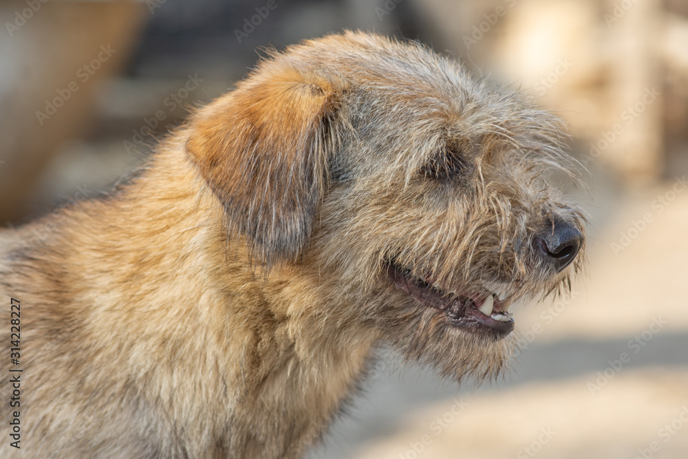 closeup portrait sad homeless abandoned brown dog in shelter closeup portrait sad homeless abandoned brown dog in shelter