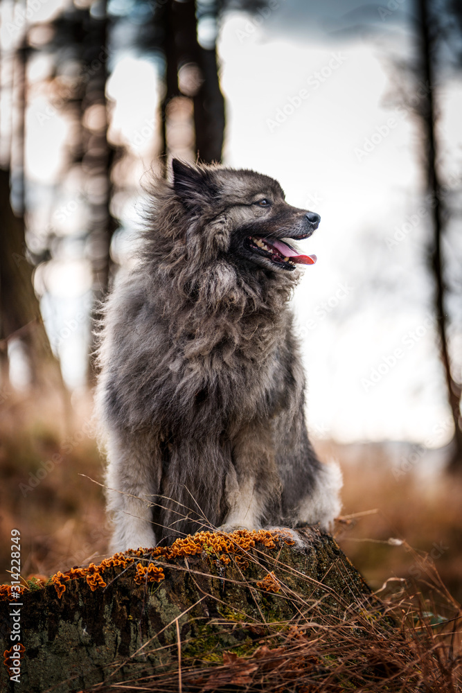 Gray dog Keeshond Gray dog Keeshond