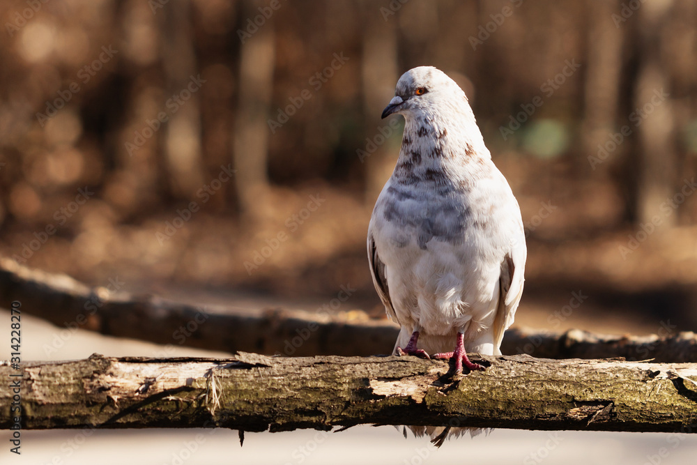 Fototapeta premium pigeon at city park in spring