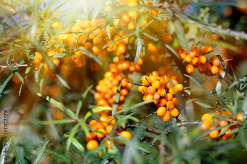 Sea buckthorn