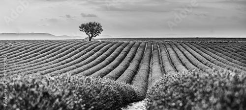 Monochrome lavender fields. Beautiful image of lavender field, artistic abstract process in black and white. Summer sunset landscape, contrasting colors. Dark clouds, dramatic sunset.