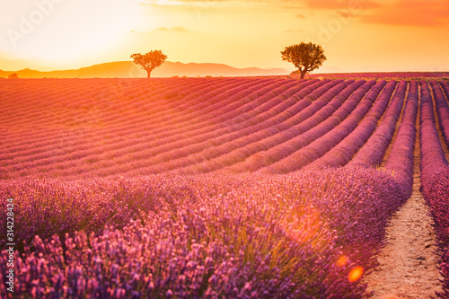 Panoramic view of French lavender field at sunset. Sunset over a violet lavender field in Provence, France, Valensole. Summer nature landscape