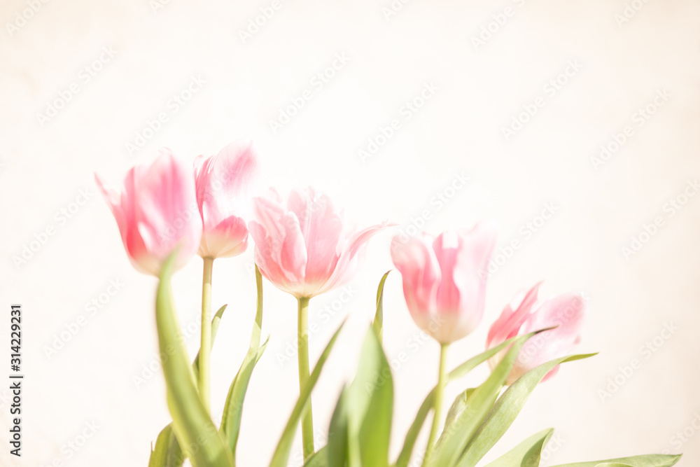 Fototapeta premium Tulip. Pinktulips, bouquet of tulips, tulips macro, tulips in bouquet, beautiful tulips, colorful tulips, green tulips petals, tulips on white, isolated tulips on white background.