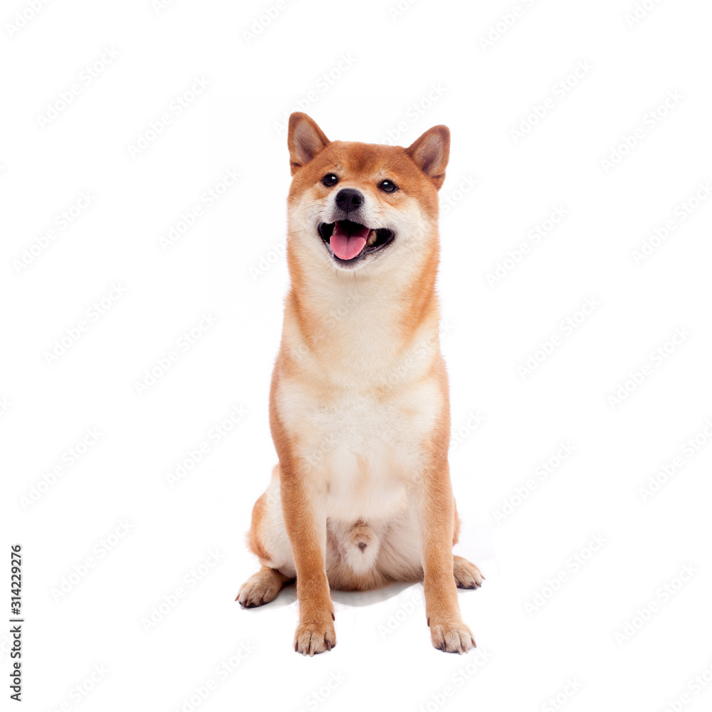 Shiba inu. Dogs are sitting. Red-haired Japanese dog. A happy domestic pet.