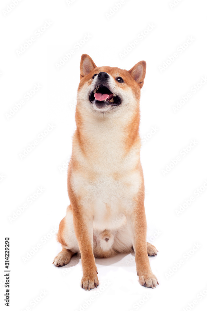 Shiba inu. Dogs are sitting. Red-haired Japanese dog. A happy domestic pet.