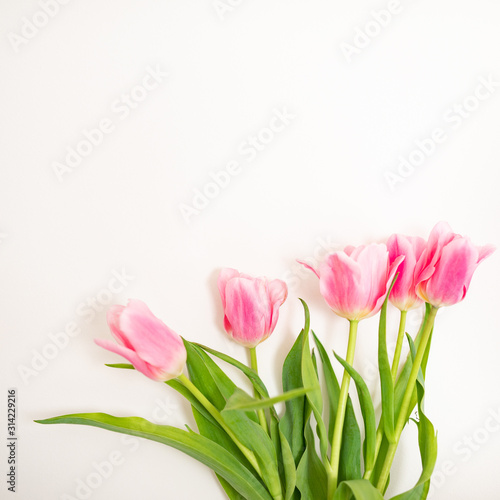 Tulip. Pinktulips  bouquet of tulips  tulips macro  tulips in bouquet  beautiful tulips  colorful tulips  green tulips petals  tulips on white  isolated tulips on white background.