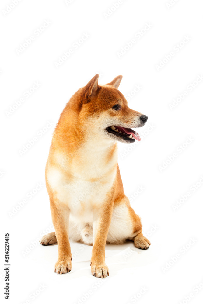 Siba inu. Red dog sits on a white background. Japanese dog smiling