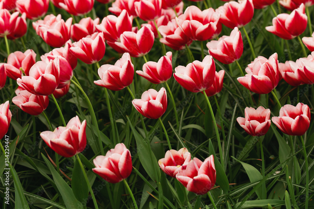 field of colorful tulips