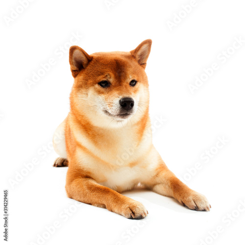 Siba inu. Red dog sits on a white background. Japanese dog smiling © vaneeva