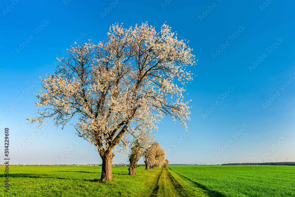Spring Landscape with Cherry Trees in Full Bloom along Farm Track through Green Fields under Blue Sky Spring Landscape with Cherry Trees in Full Bloom along Farm Track through Green Fields under Blue Sky